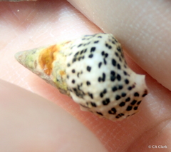 Cerithium litteratum