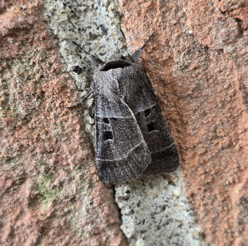 Square-spotted Dart photo 4
