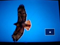 Buteo jamaicensis