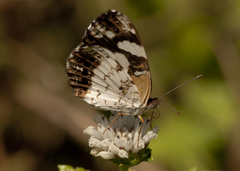Janatella leucodesma