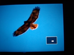 Buteo jamaicensis