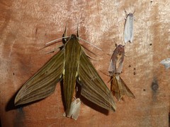 Xylophanes crotonis