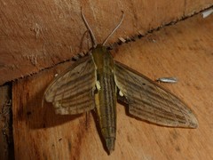 Xylophanes crotonis