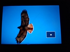 Buteo jamaicensis