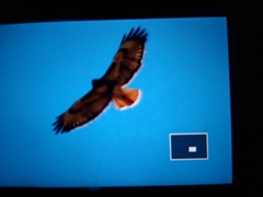 Buteo jamaicensis