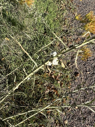 Unknown species found near Rocky Mountain Arsenal National Wildlife Refuge, Denver, CO, US