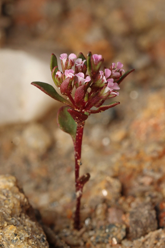 Levenhookia pusilla R.Br.