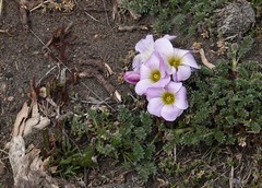 Oxalis enneaphylla