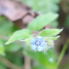 Thyrocarpus sampsonii