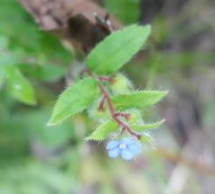 Thyrocarpus sampsonii