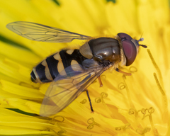 Syrphus vitripennis