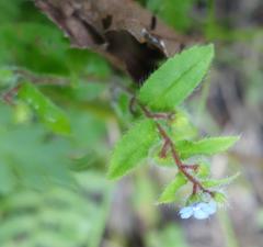 Thyrocarpus sampsonii