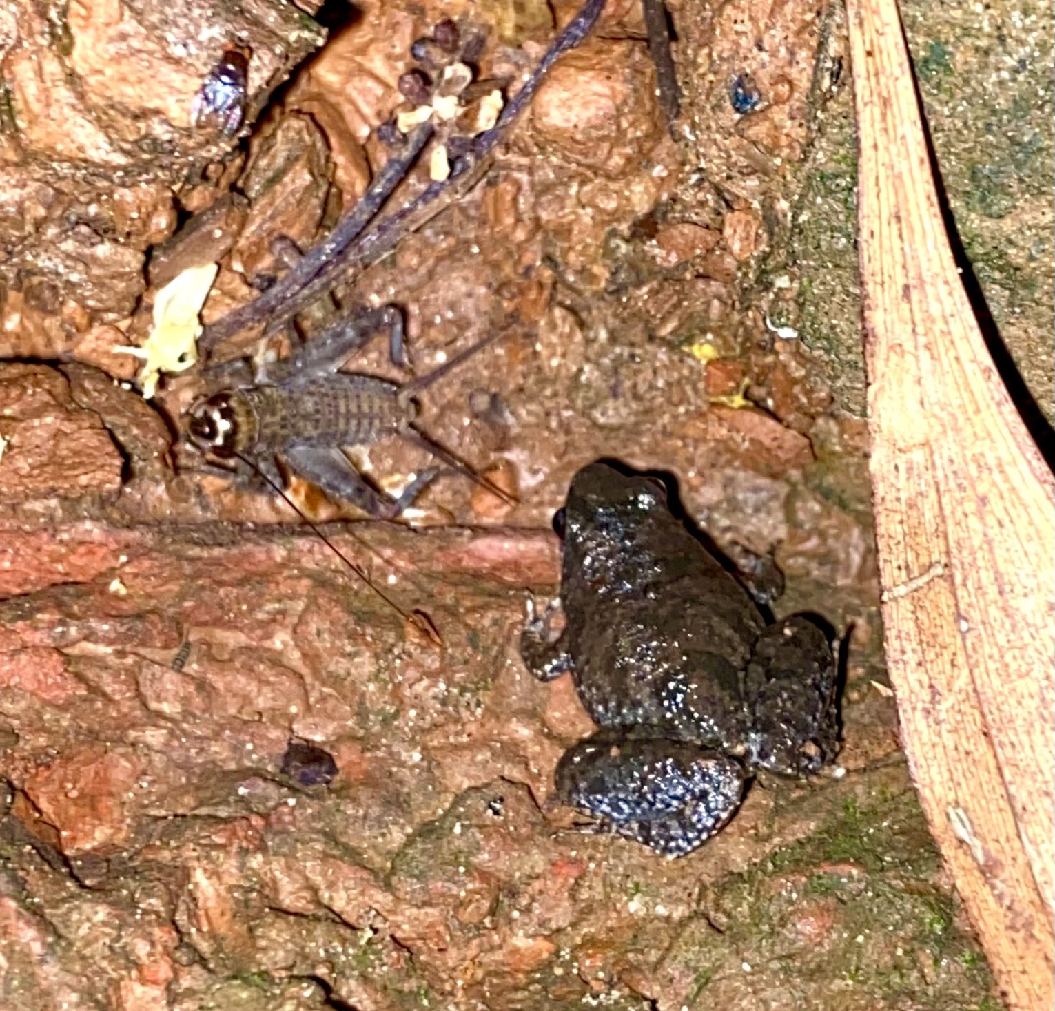 Irrawaddy Narrowmouth Frog photo 4
