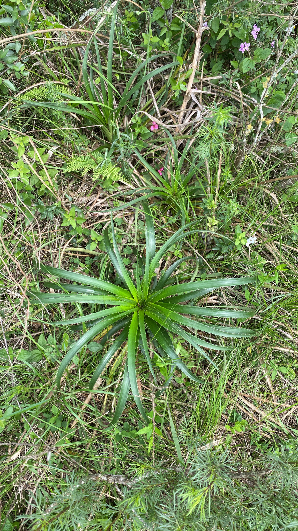 Eryngium horridum