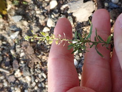 Lepidium virginicum virginicum