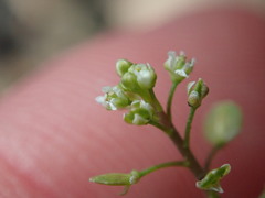 Lepidium virginicum virginicum