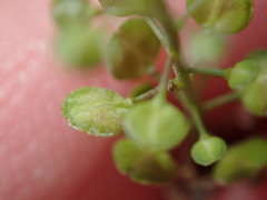 Lepidium virginicum virginicum