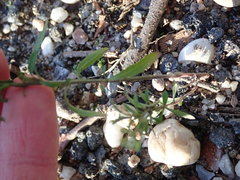 Lepidium virginicum virginicum