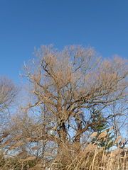 Populus deltoides deltoides