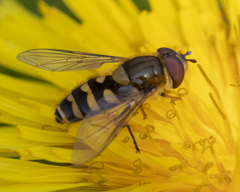 Syrphus vitripennis