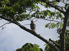 Kaupifalco monogrammicus