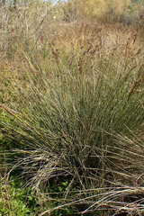 Juncus acutus leopoldii