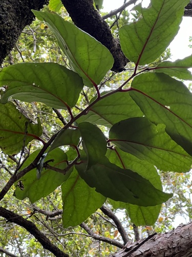 Xylosma crenata, 2024-03-31