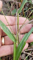 Paspalum setaceum