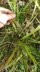 Paspalum setaceum