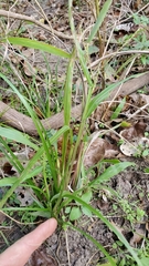 Paspalum setaceum