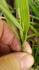 Paspalum setaceum