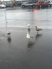 Larus glaucescens × occidentalis