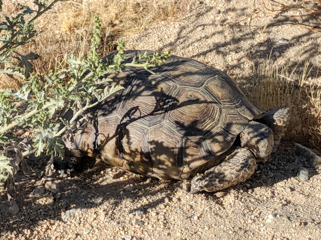 Mojave Desert Tortoise in September 2019 by Carol Blaney. Near Joshua ...