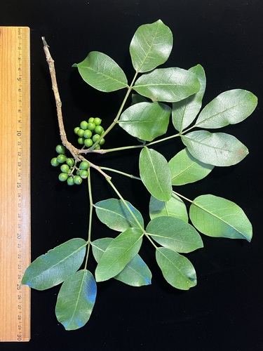 Zanthoxylum kauaense, 2024-08-02