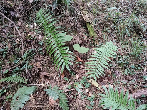Dryopteris dickinsii observed 2025-10-05