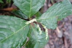 Chloranthus oldhamii