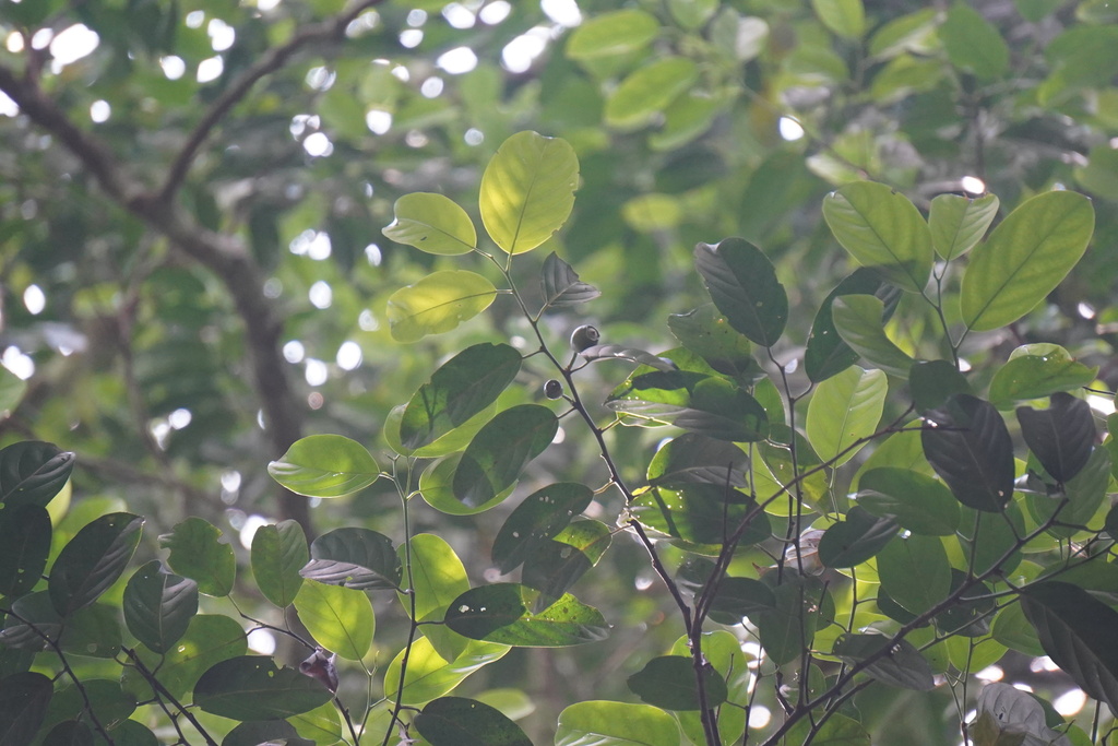 Strombosia javanica (Strombosia javanica)