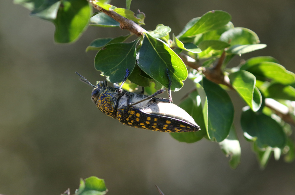 Lampetis nigroviolacea