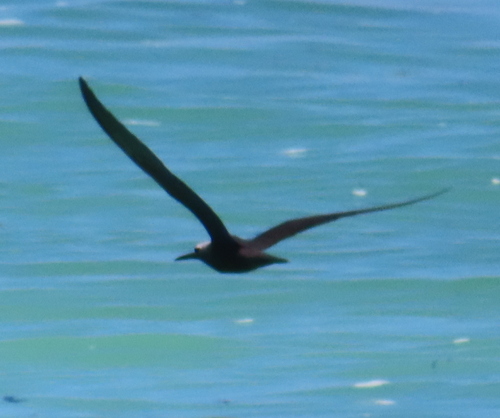 iNaturalist image