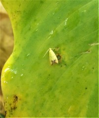 Gymnobathra flavidella