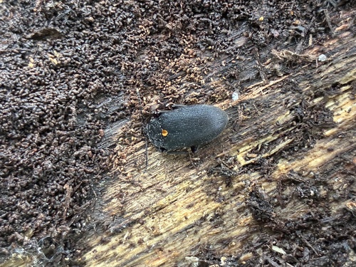 Oblique Polypore Fungus Beetle photo 4
