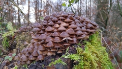Mycena tintinnabulum