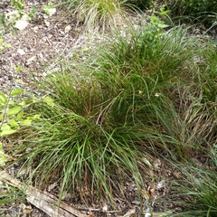 Carex perdentata