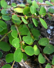 Euphorbia blodgettii