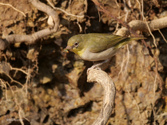 Zosterops abyssinicus