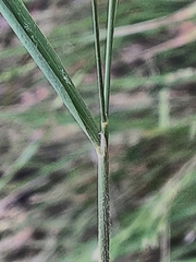 Poaceae