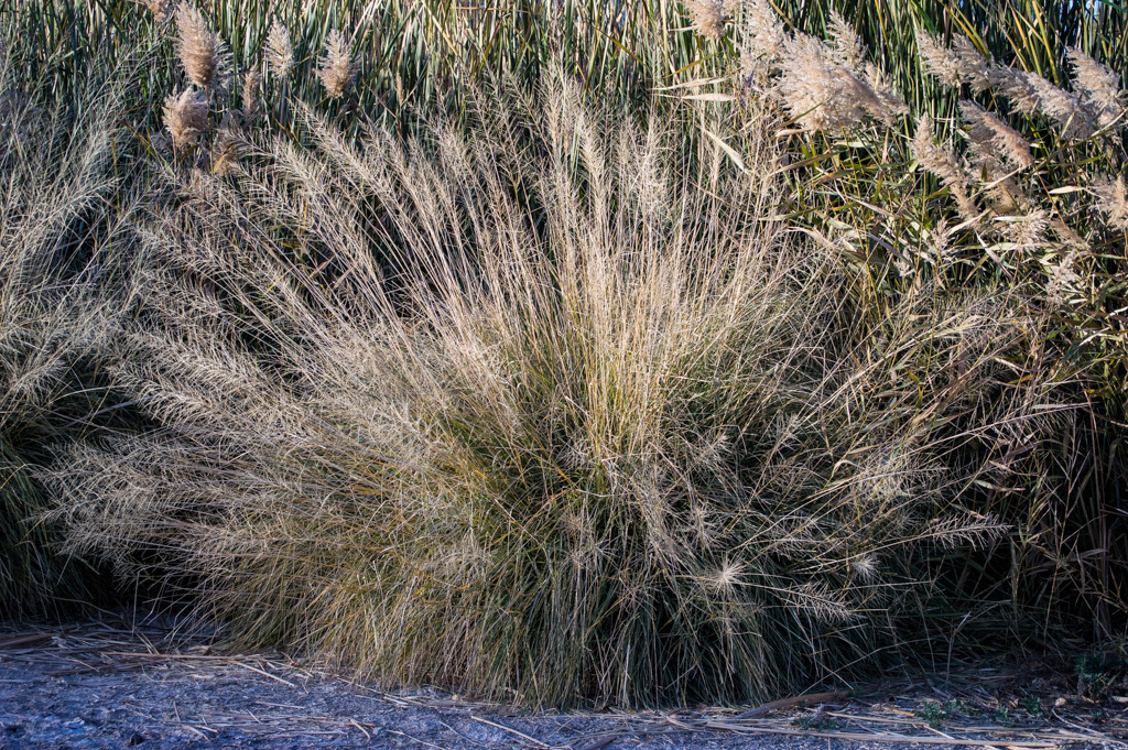 Alkali Sacaton (Plants of John Martin Reservoir State Park) · iNaturalist
