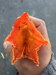 Spathodea campanulata