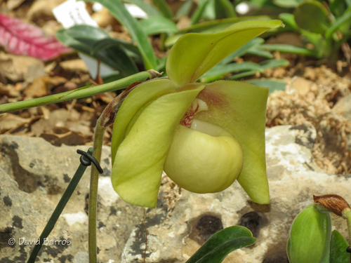 Hang's Paphiopedilum (Paphiopedilum hangianum)
