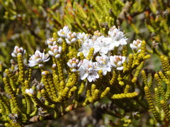 Veronica armstrongii